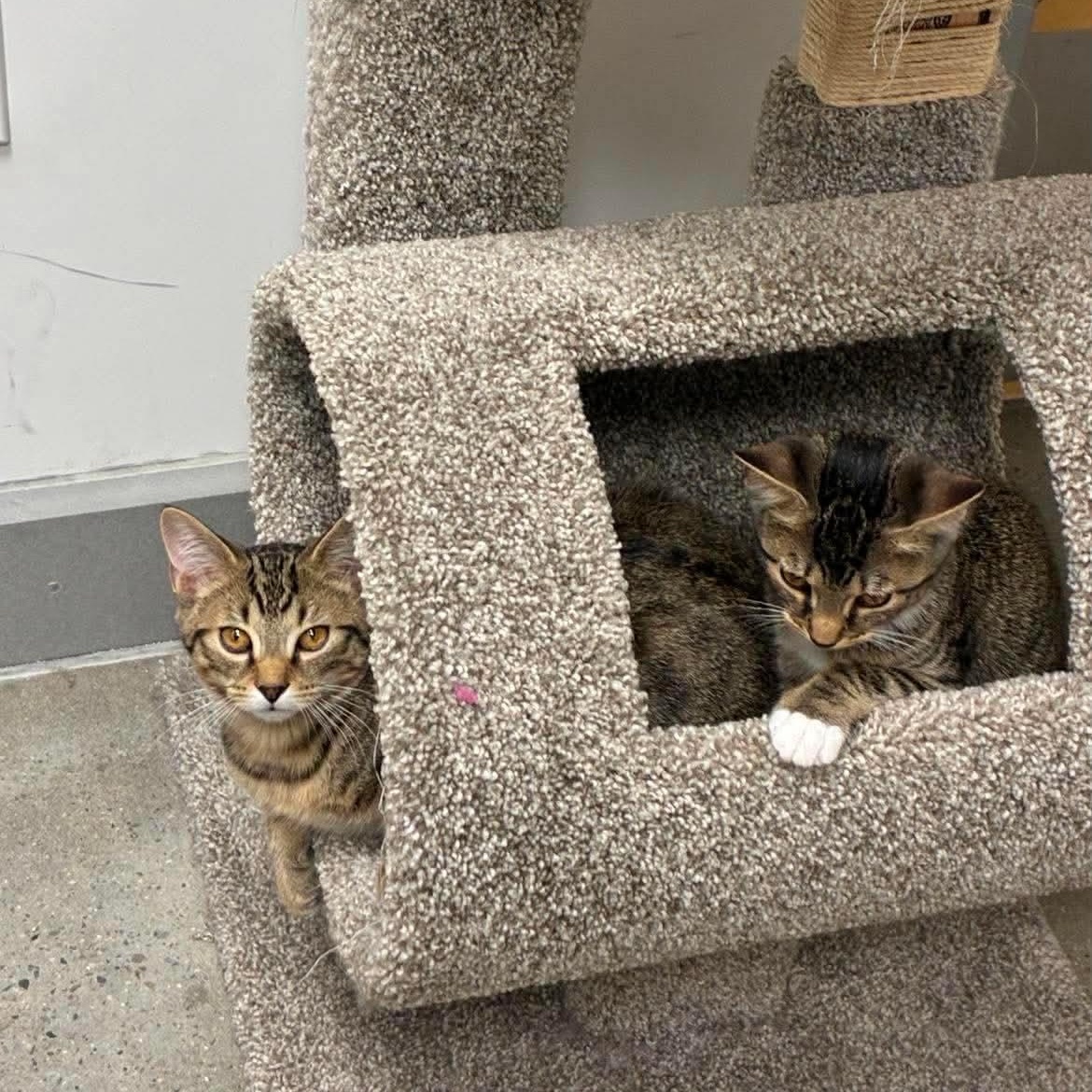 Enlarge Kasey and Kaleb (bonded pair), a Adoptable Domestic Short Hair in Bourne, MA image 4/5