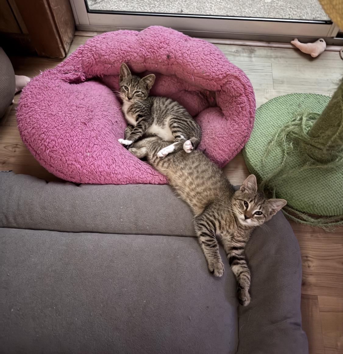 Kasey and Kaleb (bonded pair), ADOPTABLE, Kitten Male Domestic Short Hair.