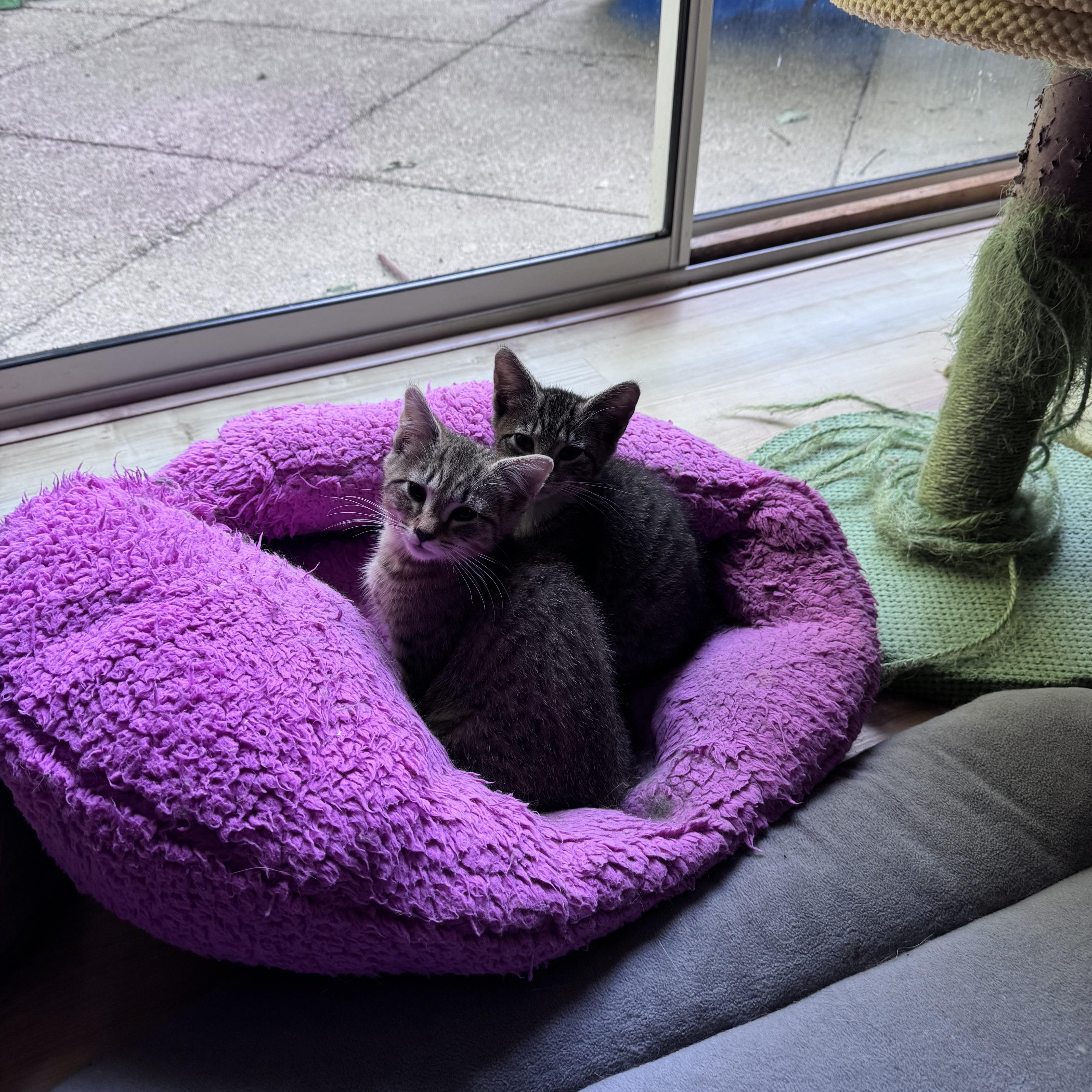 Enlarge Kasey and Kaleb (bonded pair), a ADOPTABLE Domestic Short Hair in Bourne, MA image 2/2