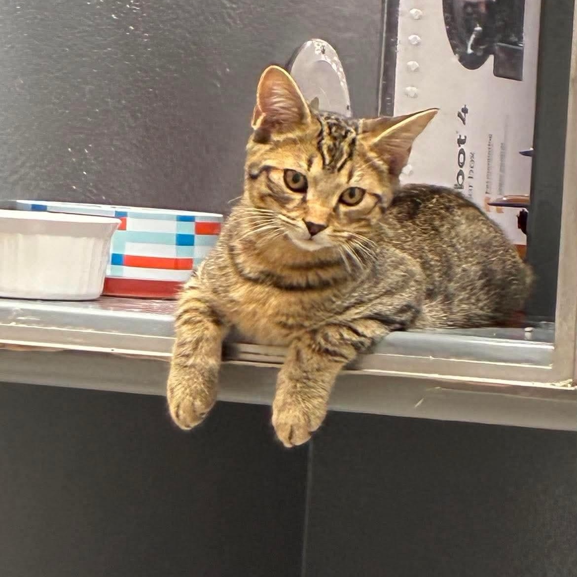 Enlarge Kasey and Kaleb (bonded pair), a Adoptable Domestic Short Hair in Bourne, MA image 3/5