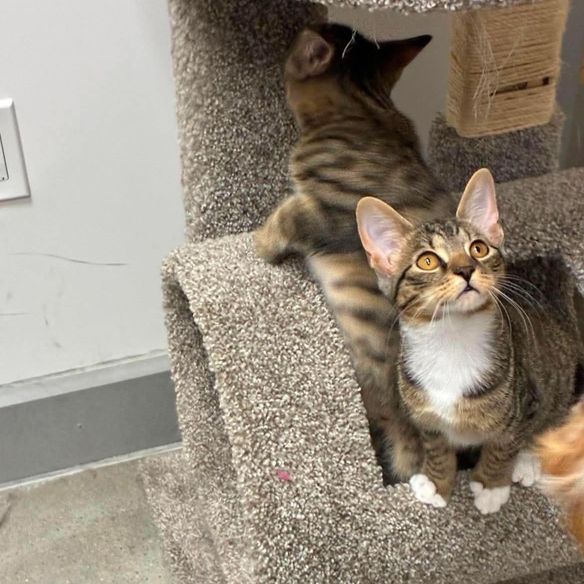 Enlarge Kasey and Kaleb (bonded pair), a Adoptable Domestic Short Hair in Bourne, MA image 5/5