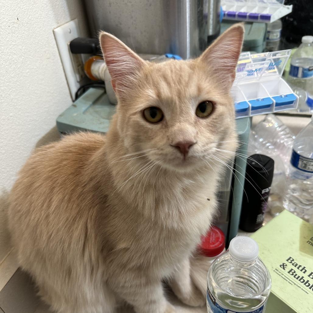 Enlarge Leonidas Estes, a Adoptable Domestic Long Hair in Eagle Mountain, UT image 1/1