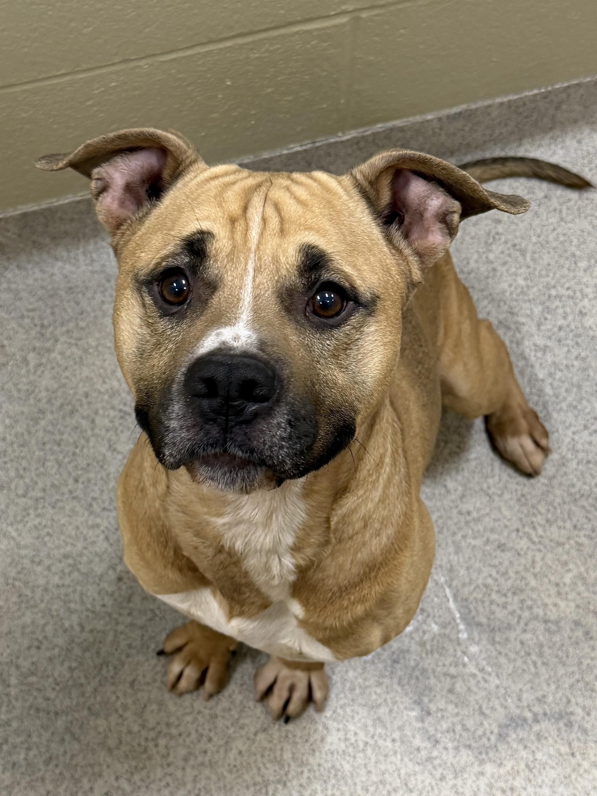 Kanan, ADOPTABLE, Adult Male Pit Bull Terrier.