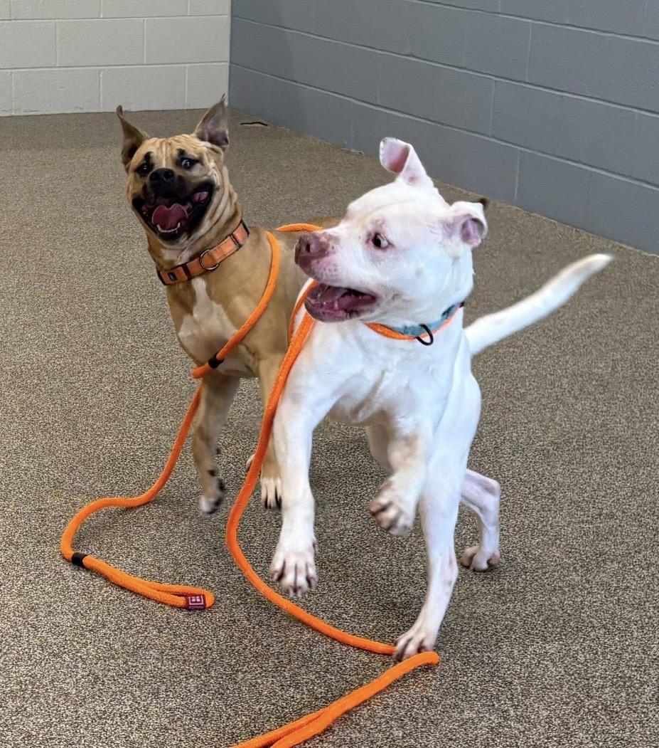 Enlarge Kanan, a ADOPTABLE mixed breed in Youngstown, OH image 4/6