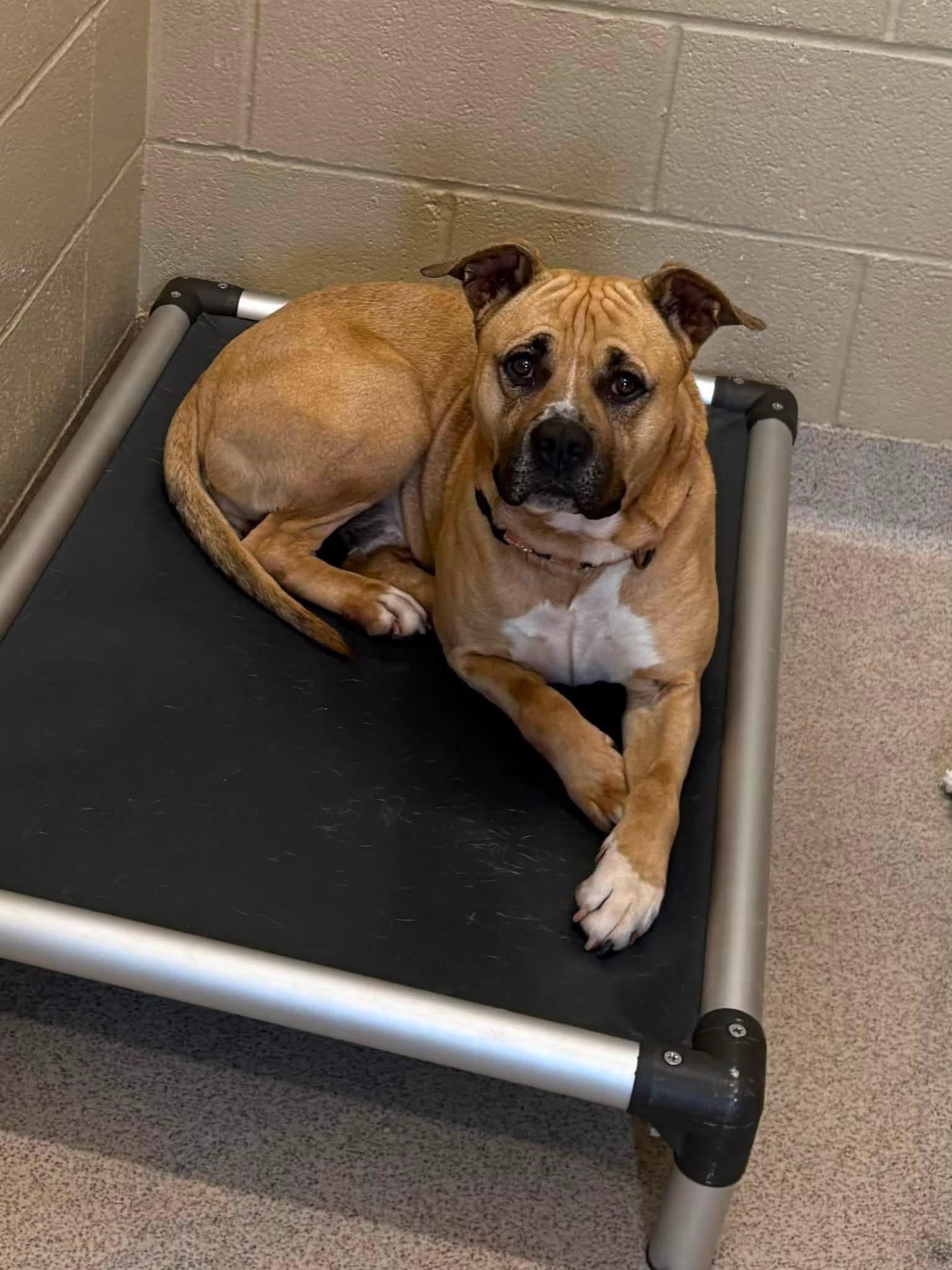 Enlarge Kanan, a ADOPTABLE mixed breed in Youngstown, OH image 5/6