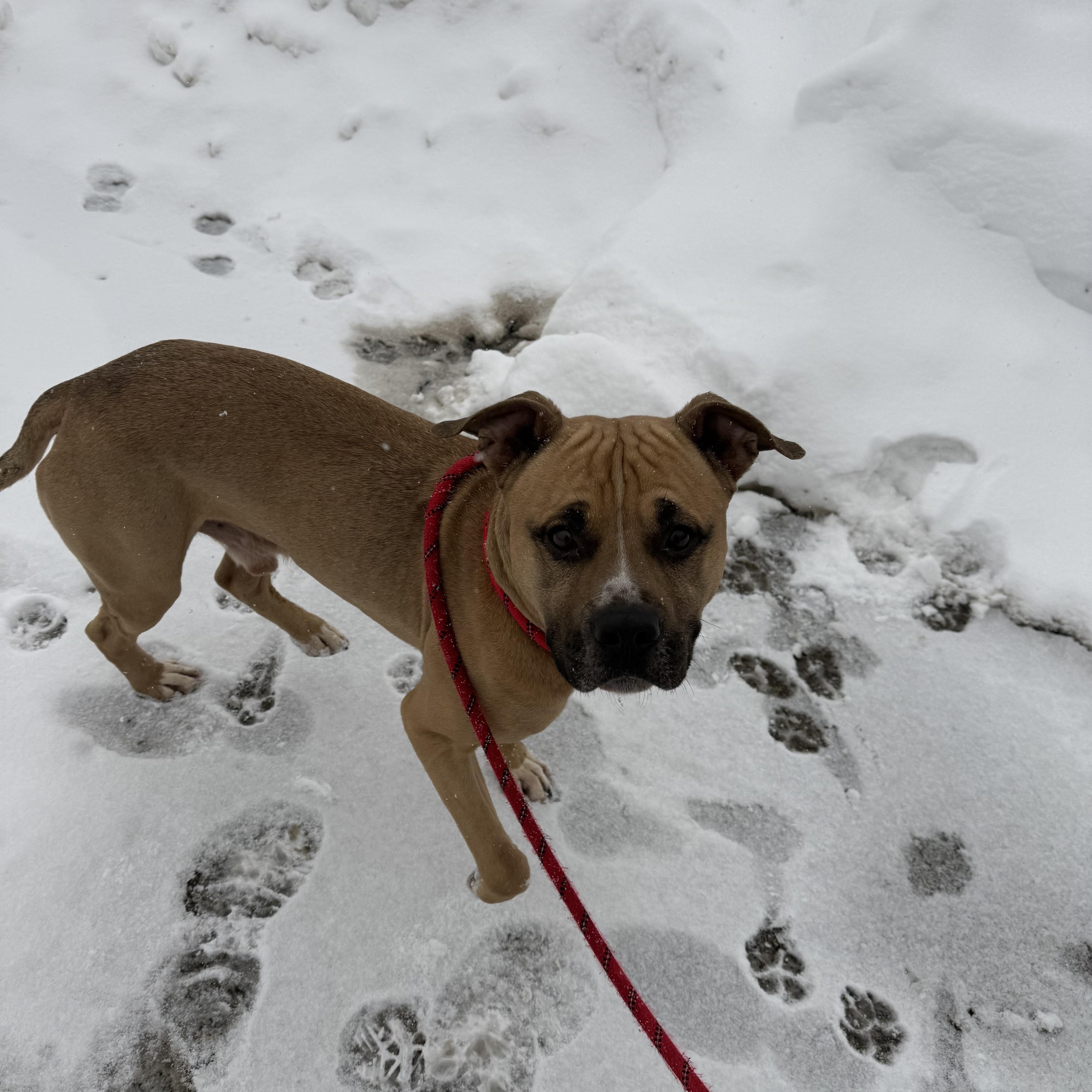 Enlarge Kanan, a ADOPTABLE mixed breed in Youngstown, OH image 2/2