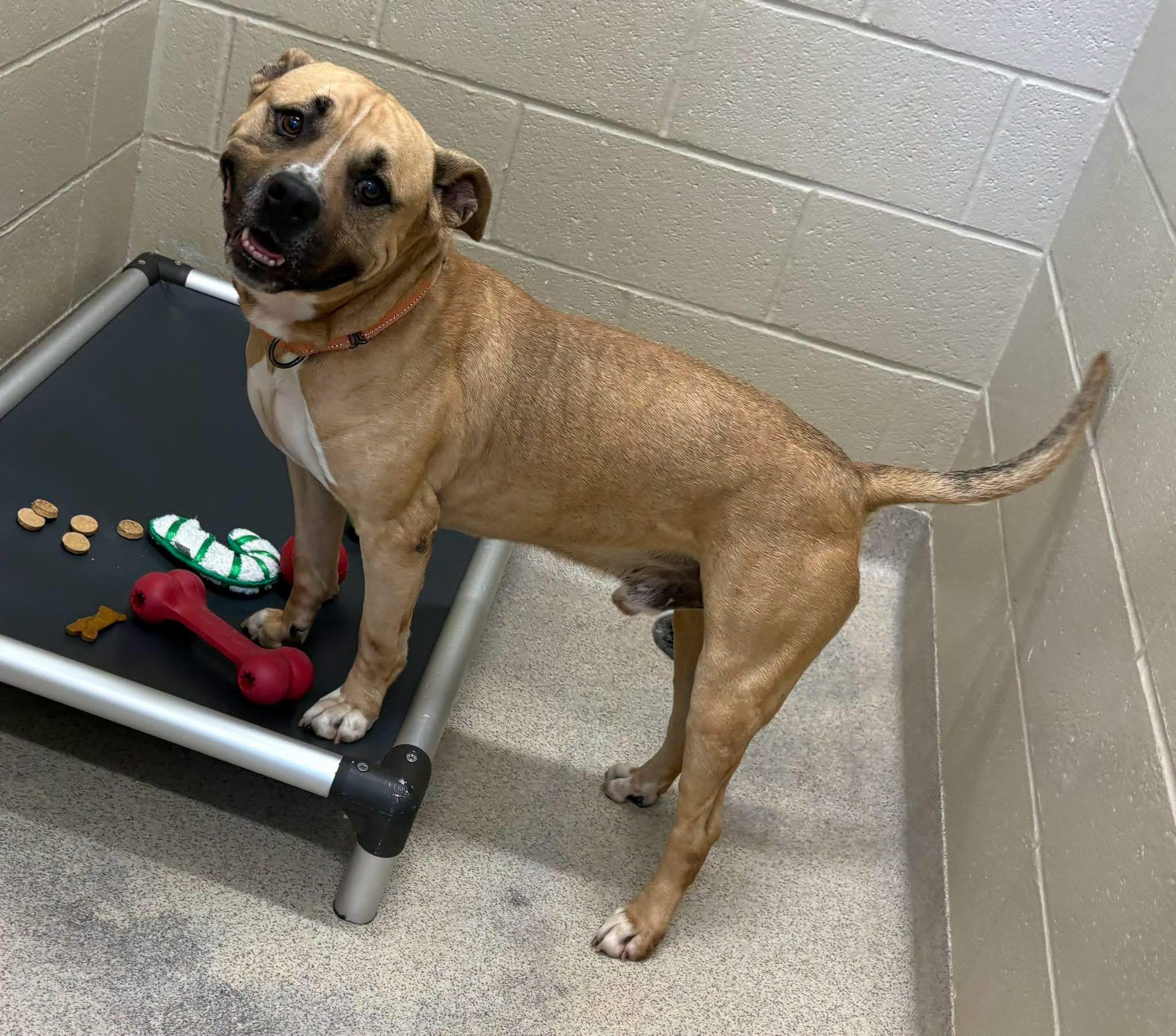 Kanan, ADOPTABLE, Adult Male Pit Bull Terrier.