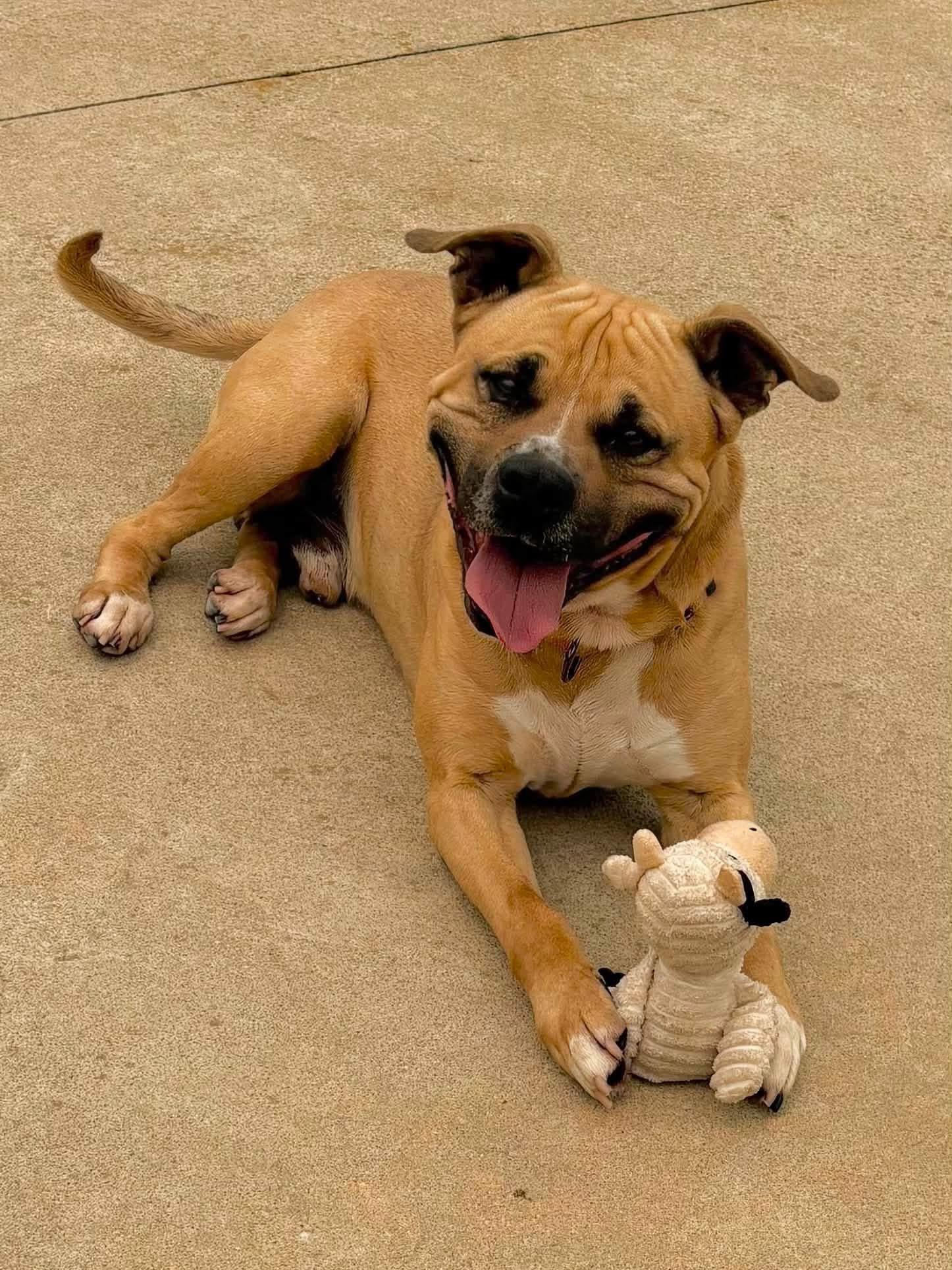 Enlarge Kanan, a ADOPTABLE mixed breed in Youngstown, OH image 3/6