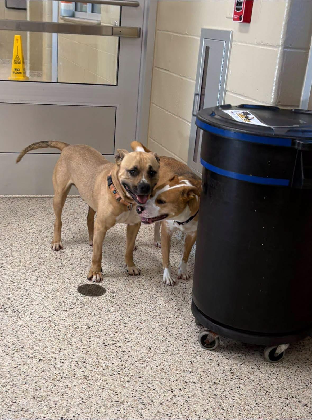 Enlarge Kanan, a ADOPTABLE mixed breed in Youngstown, OH image 6/6