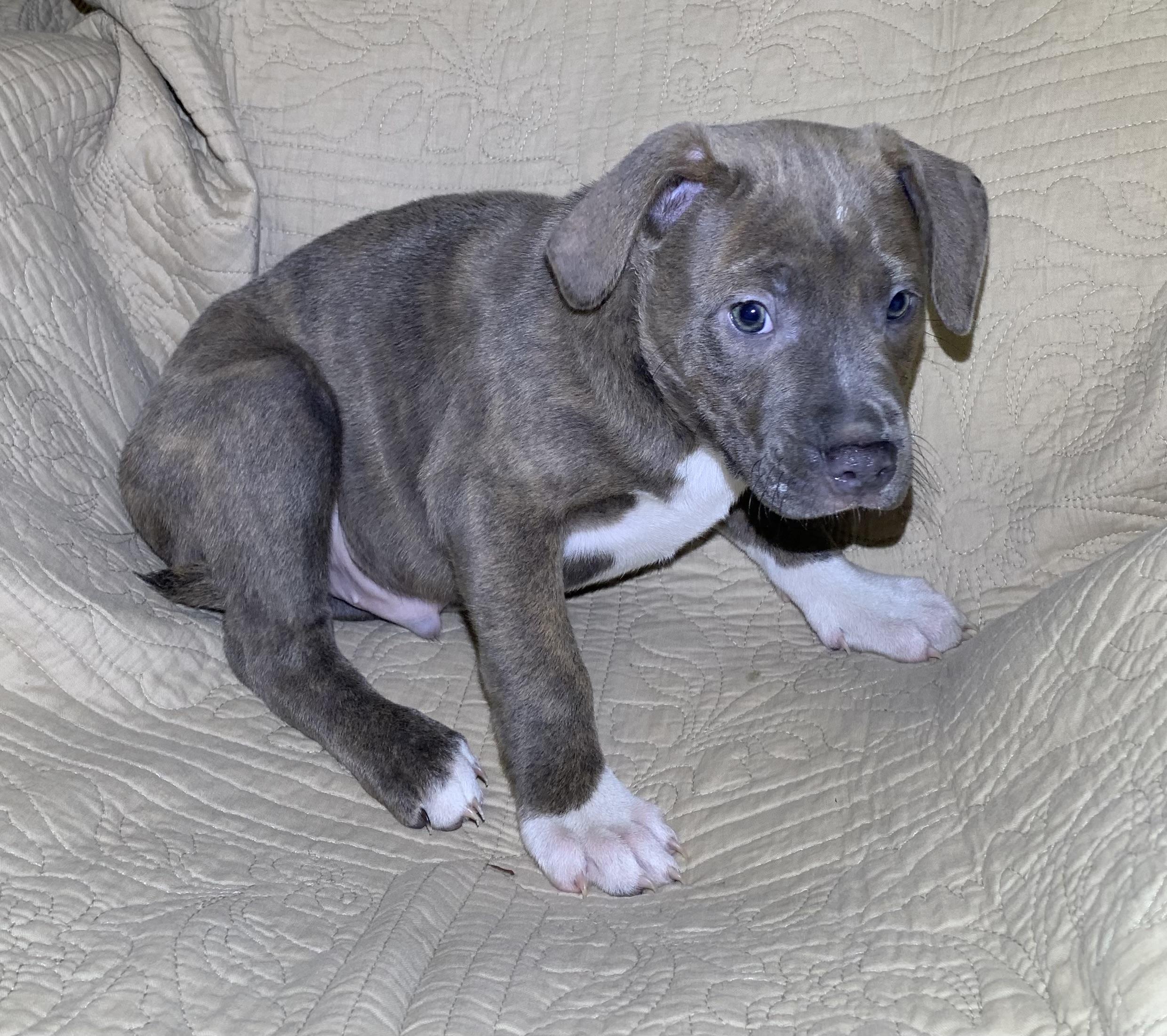 Enlarge Ruger, a Adoptable American Staffordshire Terrier in Massena, NY image 4/4