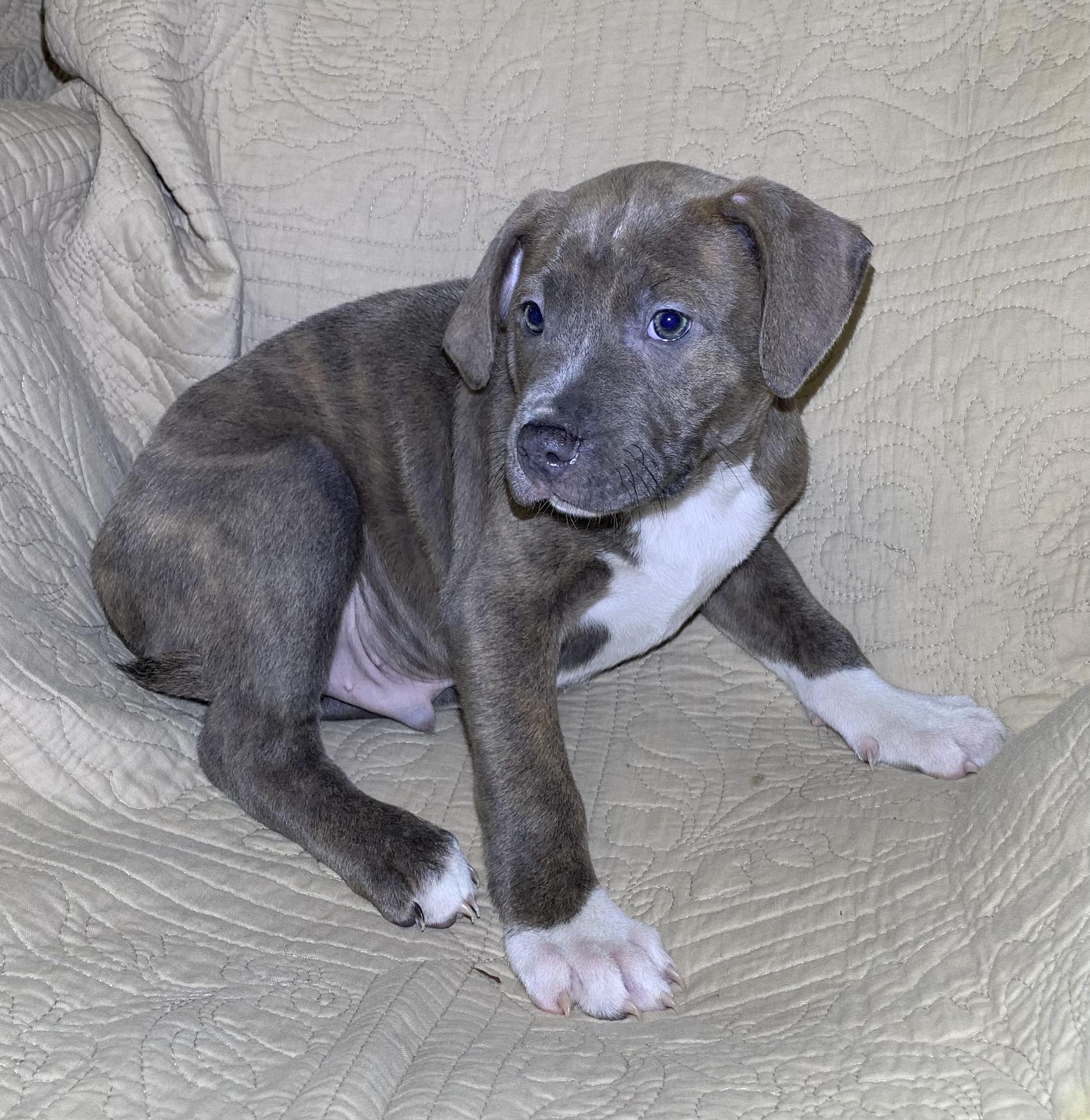Enlarge Ruger, a Adoptable American Staffordshire Terrier in Massena, NY image 2/4
