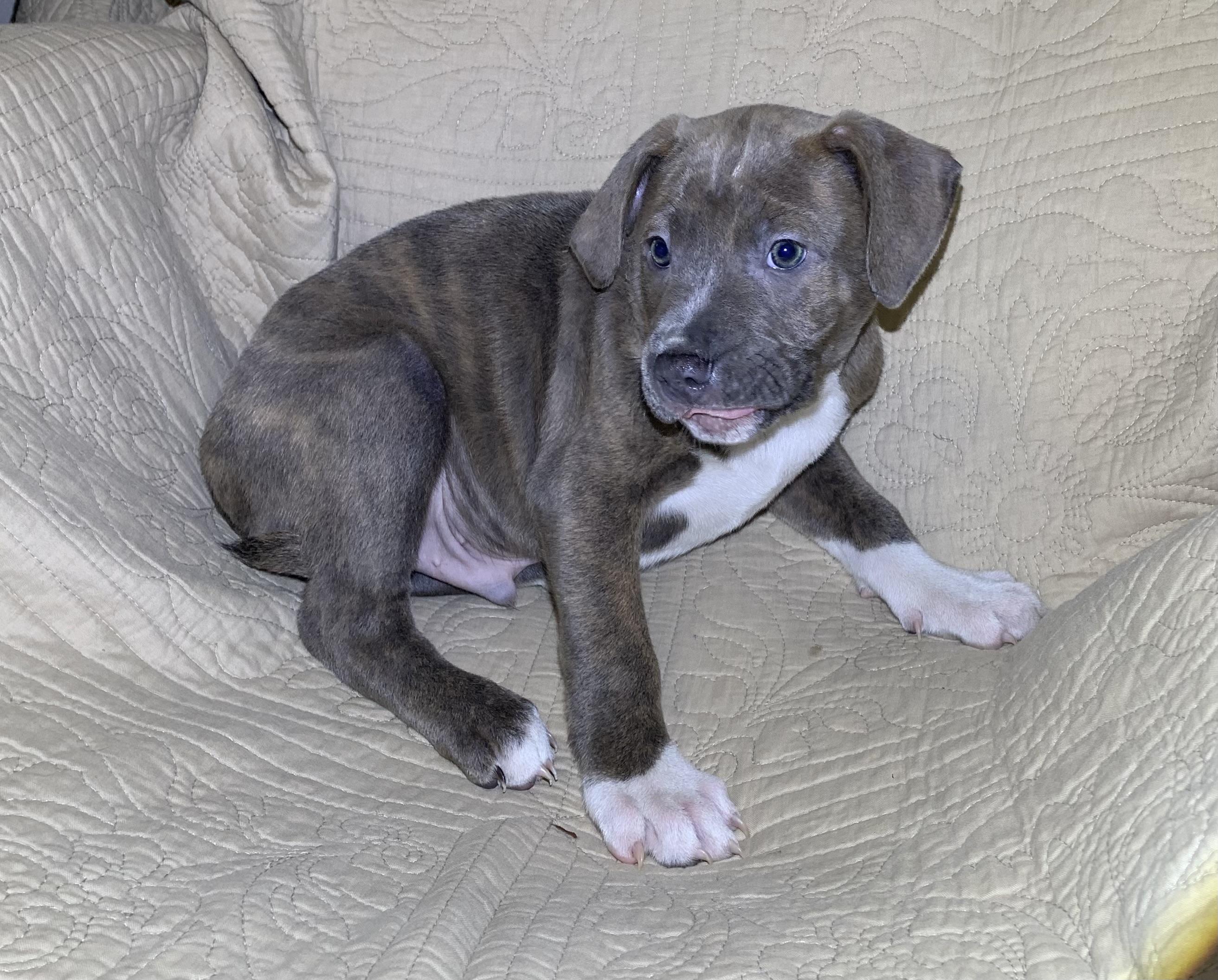 Enlarge Ruger, a Adoptable American Staffordshire Terrier in Massena, NY image 3/4