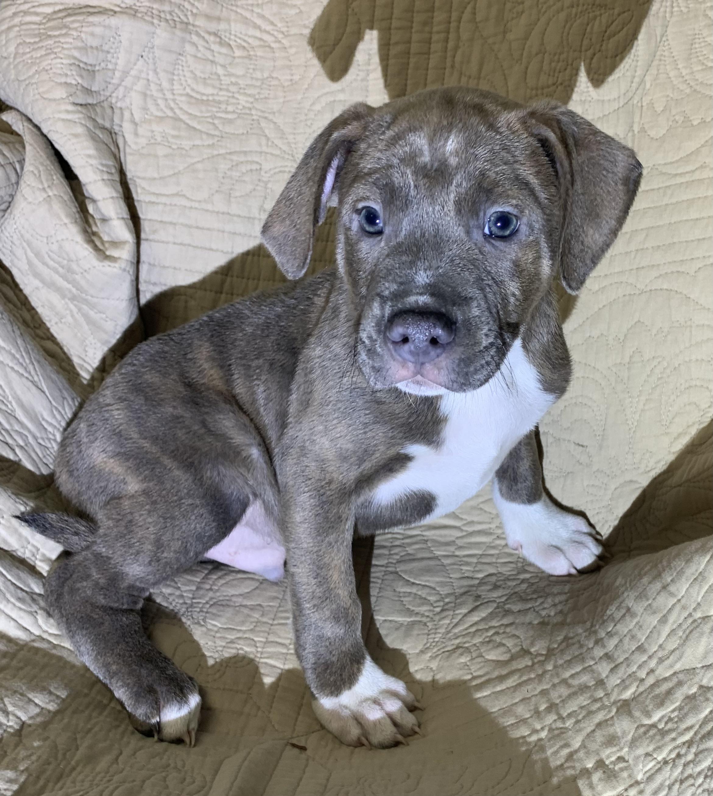 Enlarge Ruger, a Adoptable American Staffordshire Terrier in Massena, NY image 1/4