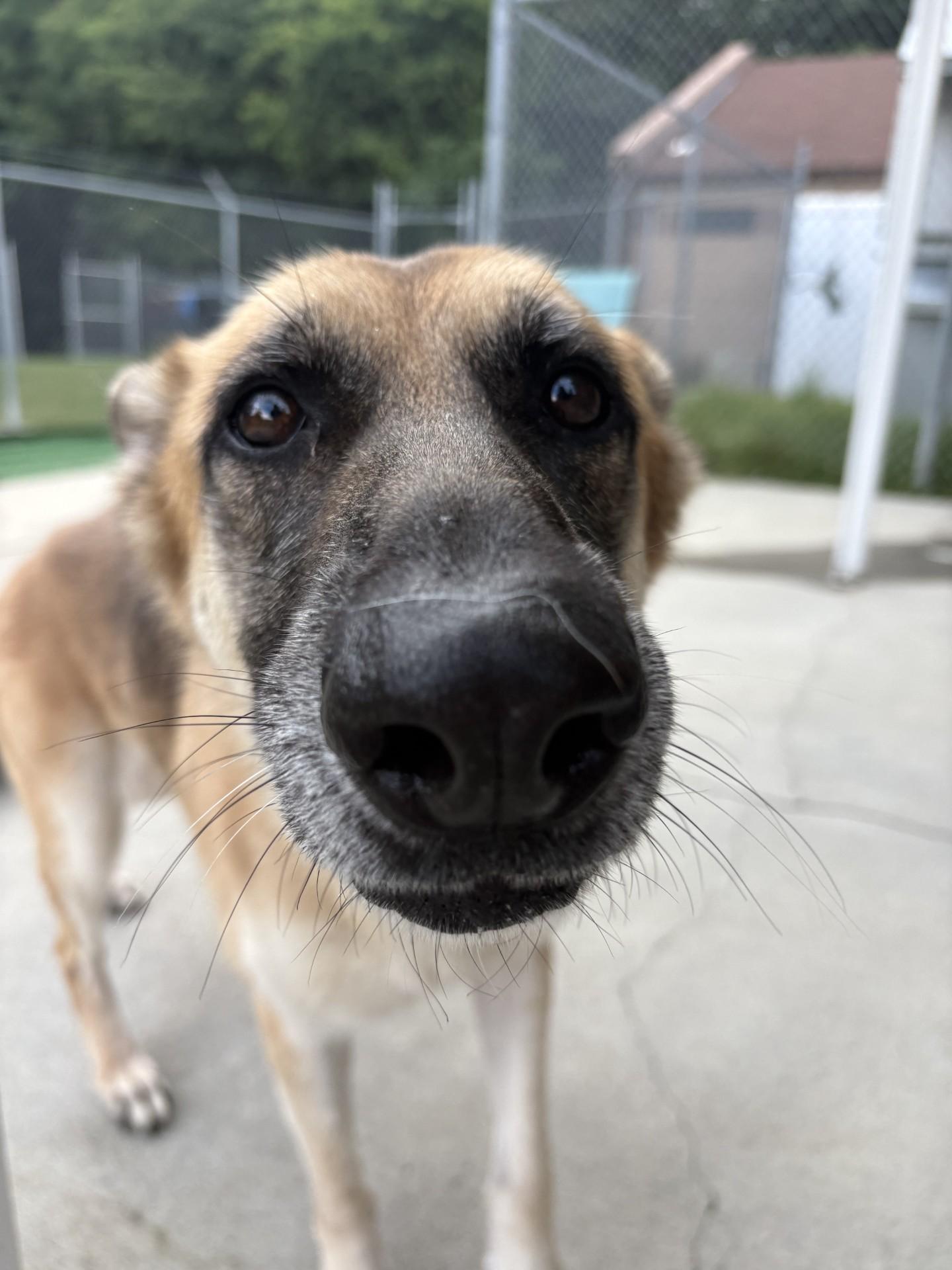 Enlarge Caramel, a ADOPTABLE German Shepherd Dog in Ashland, VA image 2/4