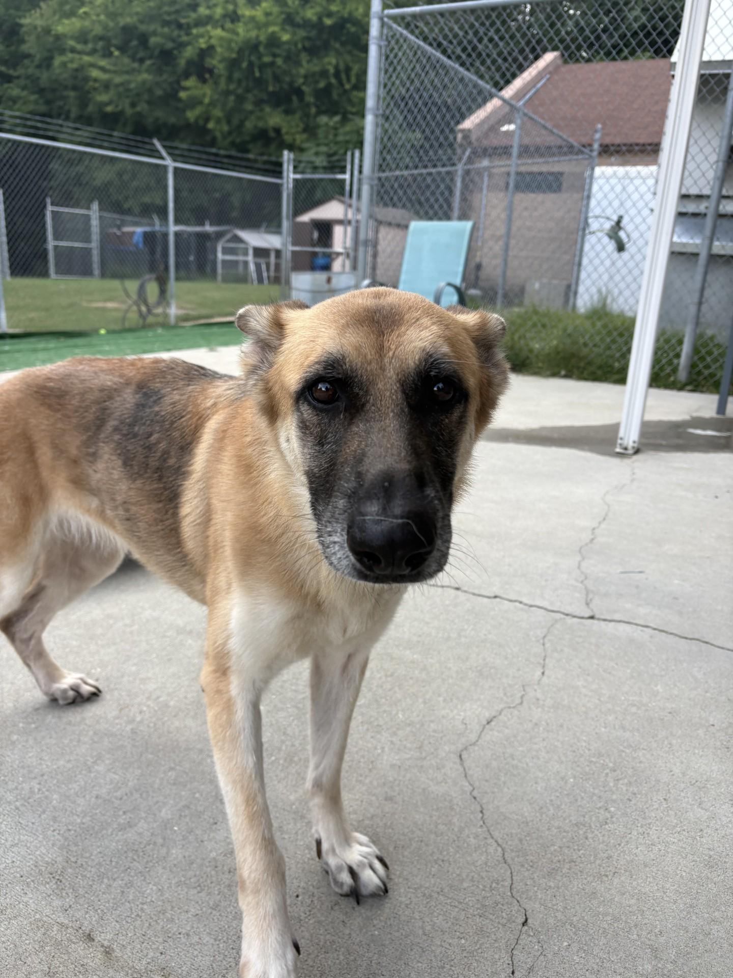 Caramel, ADOPTABLE, Young Female German Shepherd Dog.