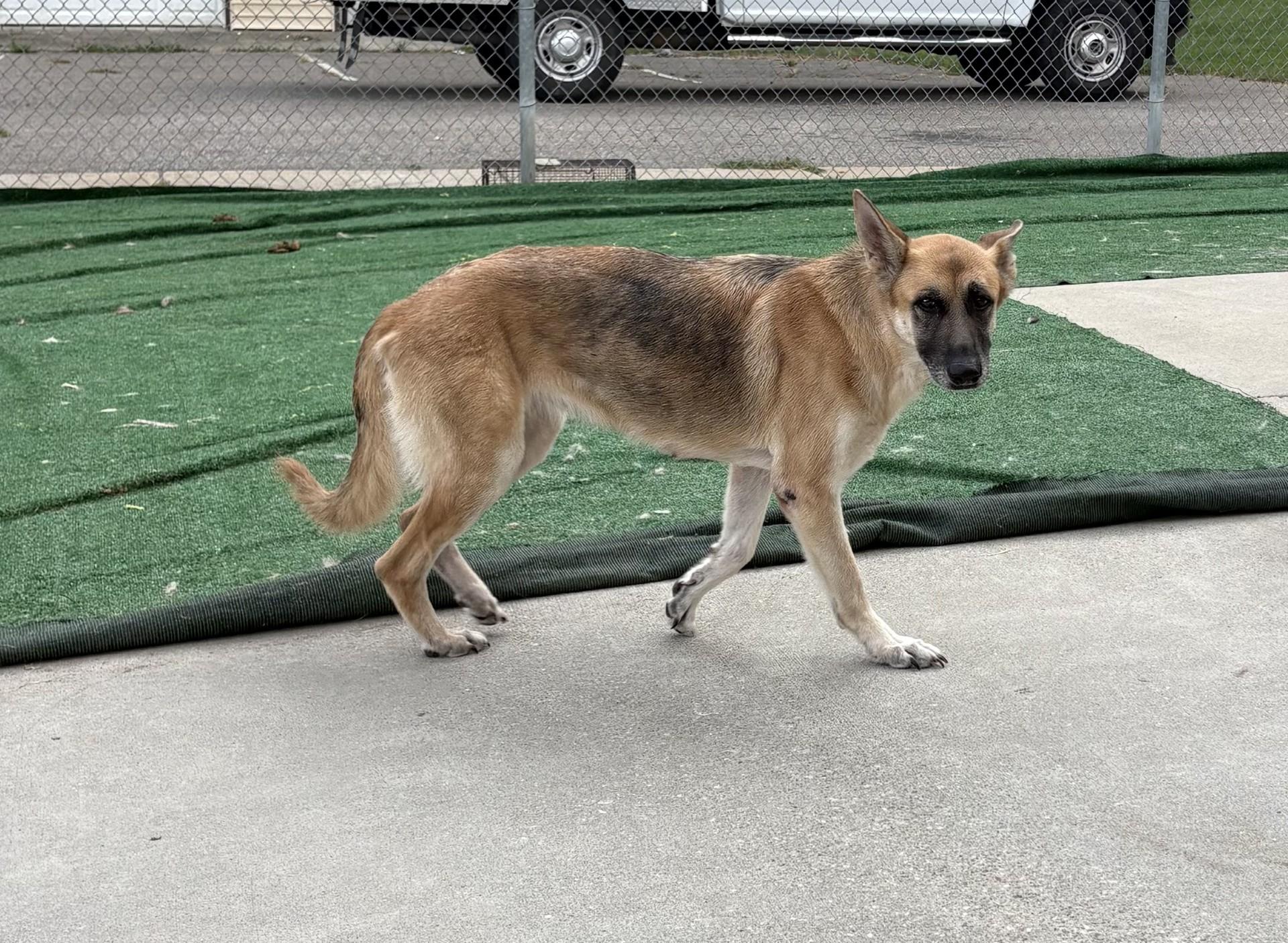 Enlarge Caramel, a ADOPTABLE German Shepherd Dog in Ashland, VA image 3/4
