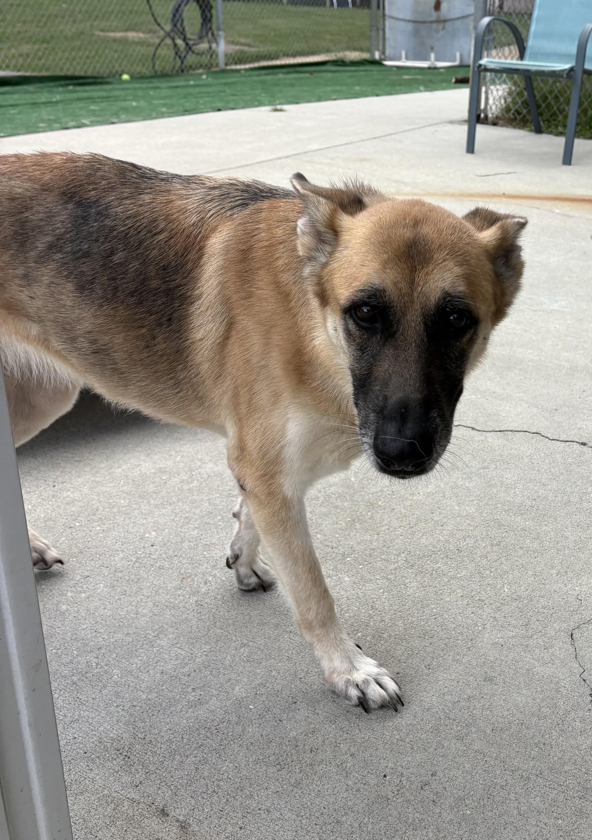 Enlarge Caramel, a ADOPTABLE German Shepherd Dog in Ashland, VA image 4/4