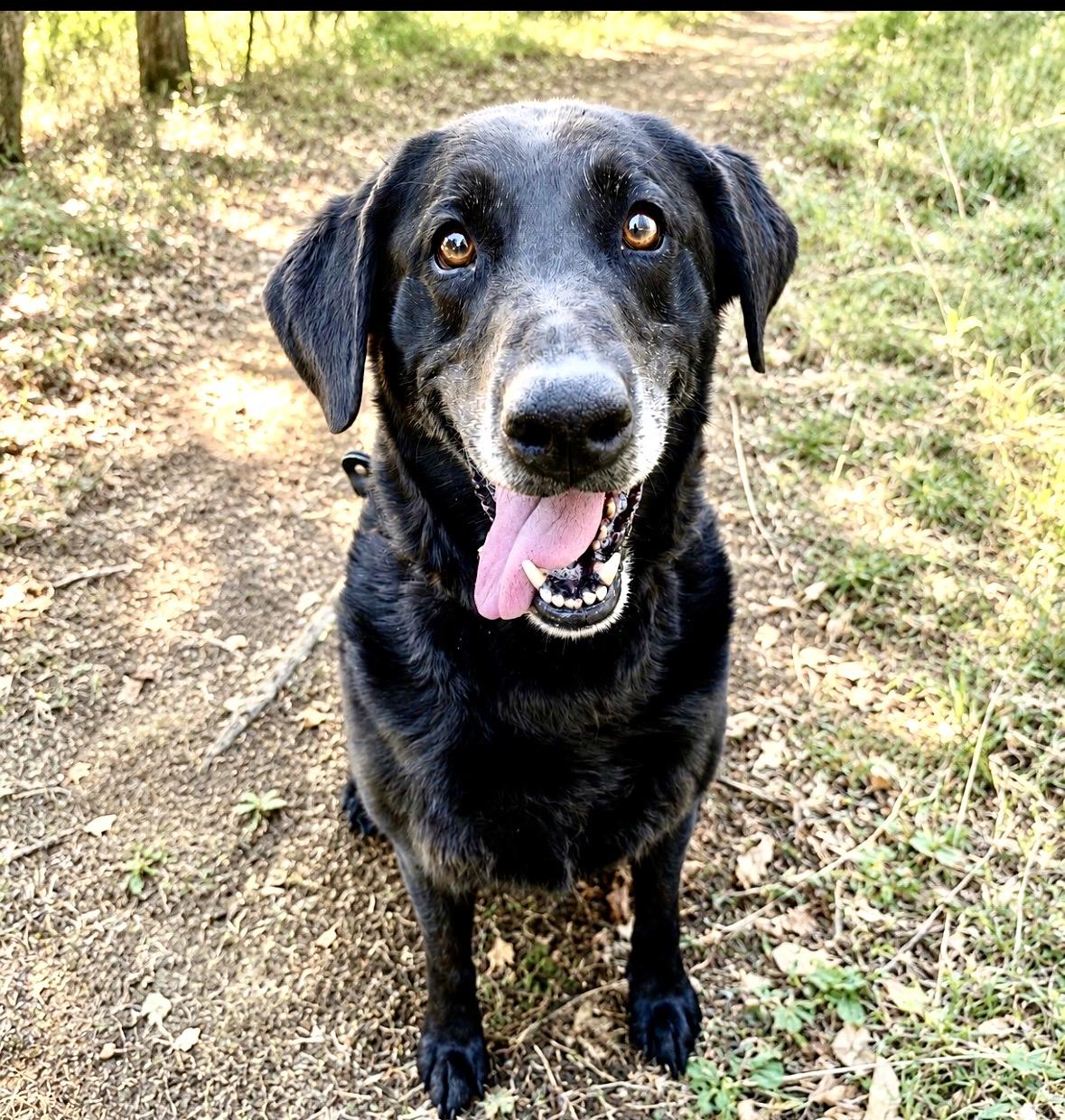 Stella, ADOPTABLE, Adult Female Black Labrador Retriever.