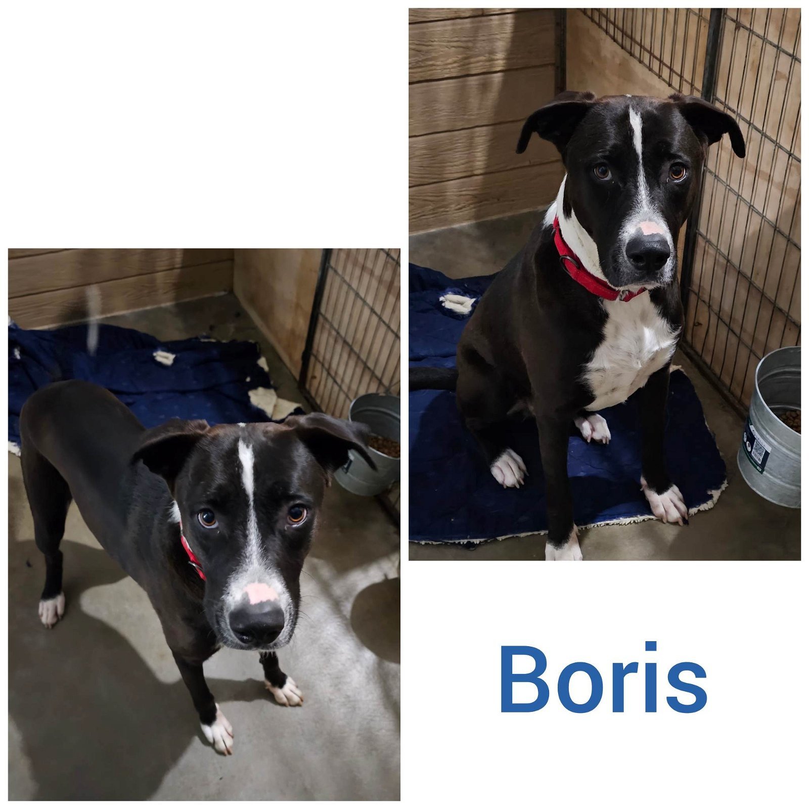 Boris, Adoptable, Adult Male Pit Bull Terrier.