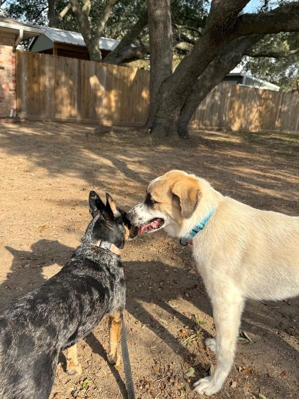 Bear Bestest Boy, a Adoptable mixed breed in Dallas, TX image 1/2