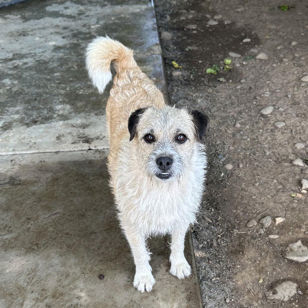 Enlarge Lexi, a Adoptable mixed breed in Chico, CA image 1/1