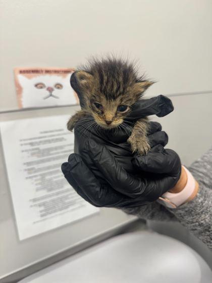 Larry, Adoptable, Kitten Male Domestic Short Hair & Domestic Short Hair.