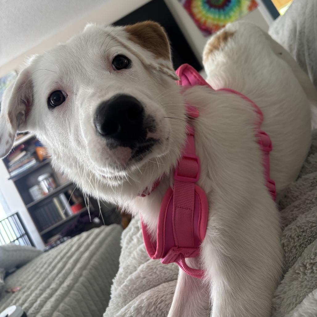 Enlarge Primrose "Prim", a Adoptable mixed breed in Marion, IA image 1/3
