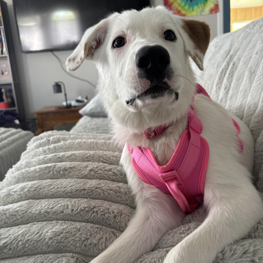 Enlarge Primrose "Prim", a Adoptable mixed breed in Marion, IA image 2/3