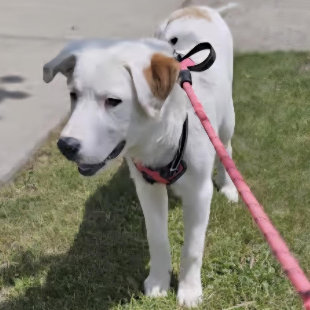 Enlarge Primrose "Prim", a Adoptable mixed breed in Marion, IA image 3/3