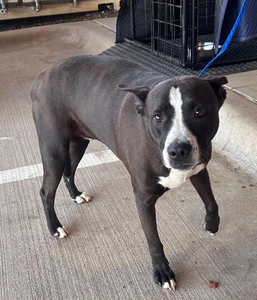 Theo*, Adoptable, Young Male Pit Bull Terrier & Mixed Breed.