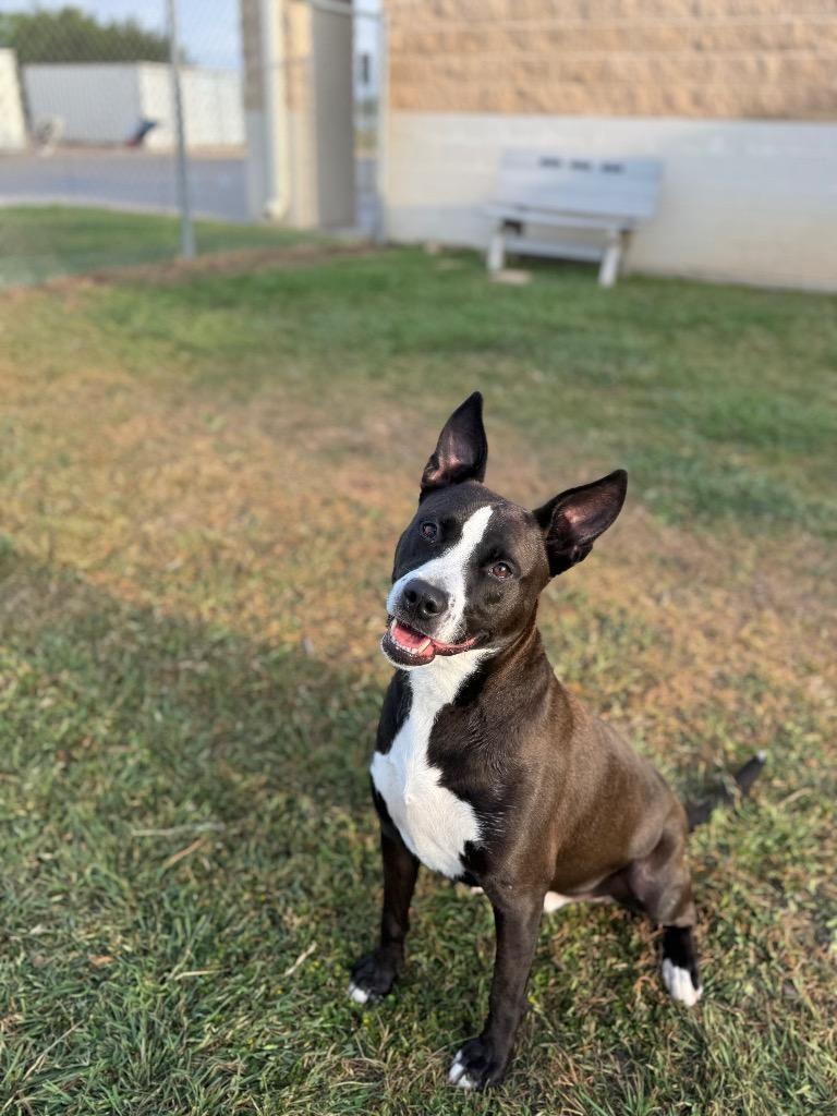 Enlarge Theo*, a Adoptable mixed breed in Belton, TX image 1/3