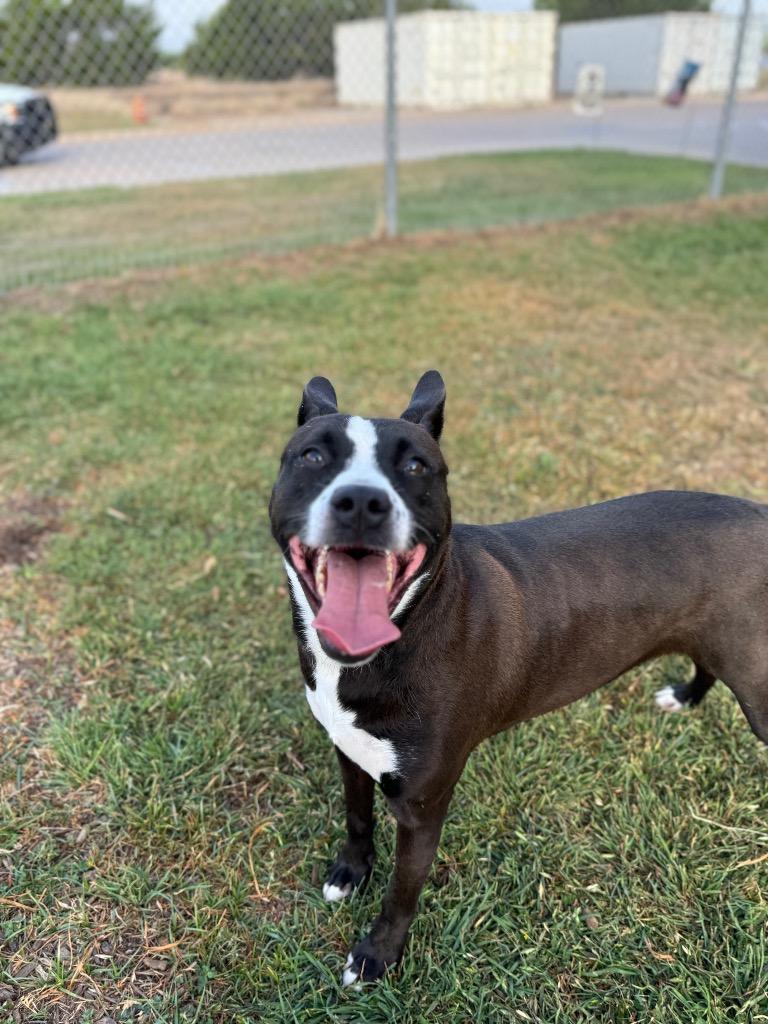 Enlarge Theo*, a Adoptable mixed breed in Belton, TX image 2/3