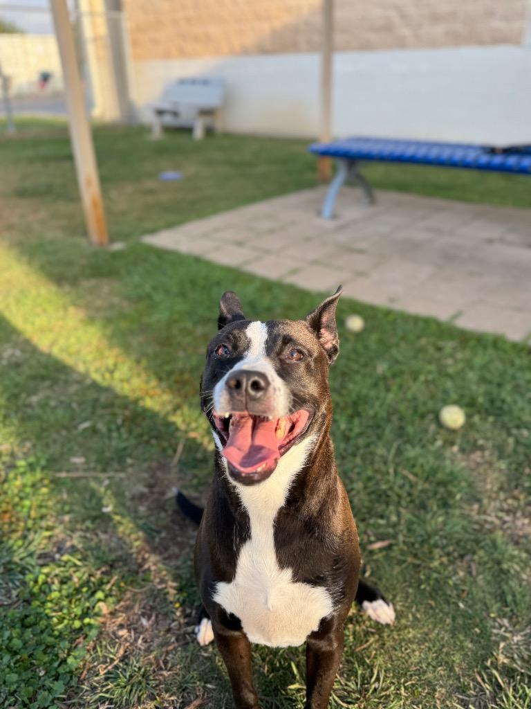 Enlarge Theo*, a Adoptable mixed breed in Belton, TX image 3/3