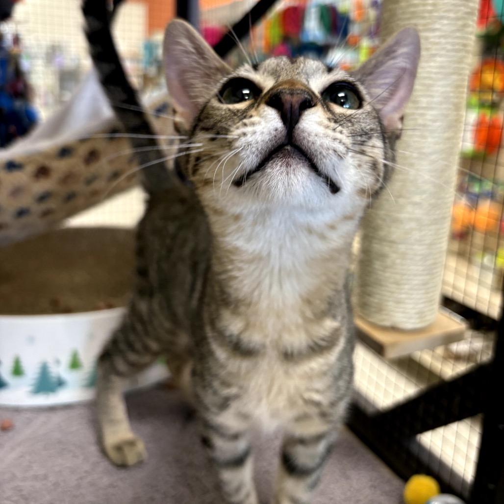 Finn, Adoptable, Young Male Domestic Short Hair.