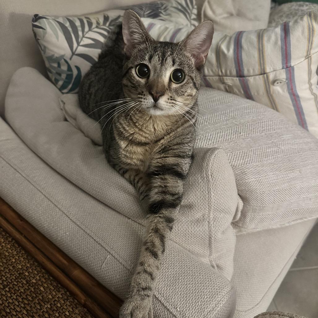 Enlarge Finn, a Adoptable Domestic Short Hair in North Port, FL image 1/1