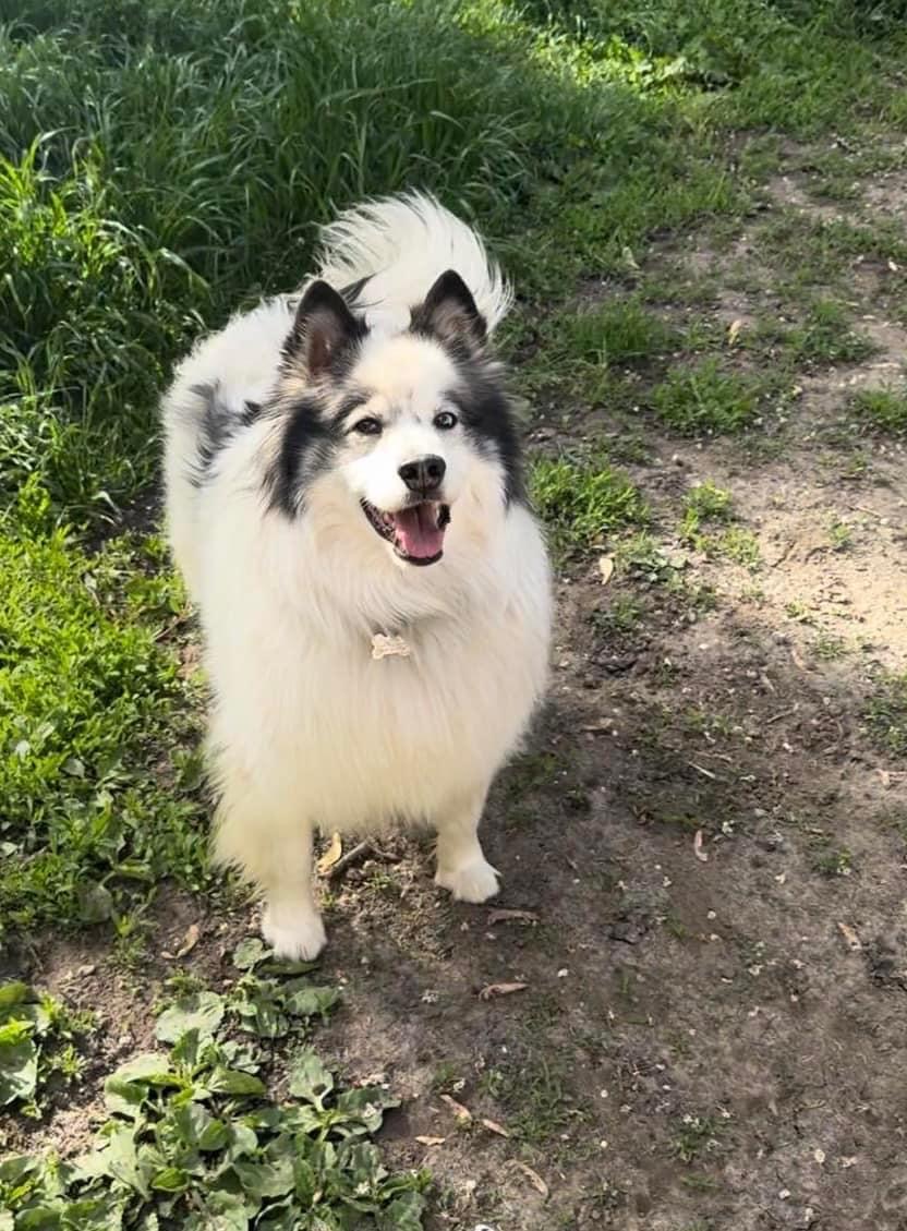 Rascal, a Adoptable Siberian Husky in Lincoln Park, MI image 5/6