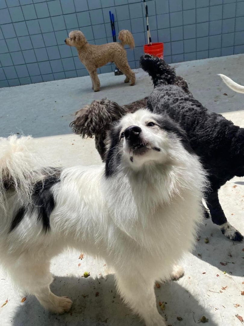 Rascal, a Adoptable Siberian Husky in Lincoln Park, MI image 2/6