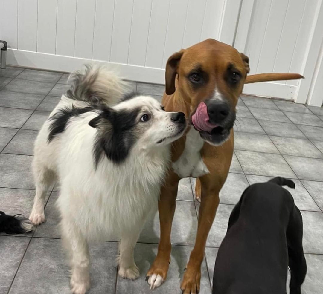 Rascal, a Adoptable Siberian Husky in Lincoln Park, MI image 4/6