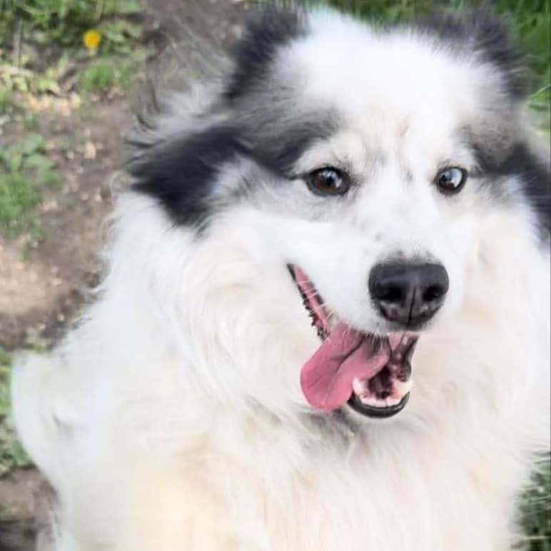 Rascal, a Adoptable Siberian Husky in Lincoln Park, MI image 1/6