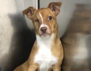 Leah Lu, a Adoptable mixed breed in Dawson, GA image 1/2