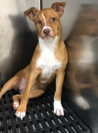 Enlarge Leah Lu, a Adoptable mixed breed in Dawson, GA image 1/1