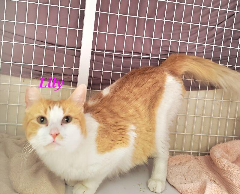 Lily (Mom), Adoptable, Adult Female Domestic Medium Hair.