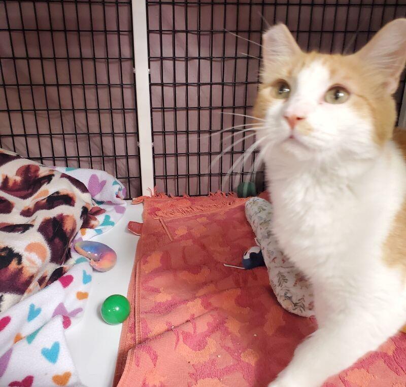 Enlarge Lily (Mom), a Adoptable Domestic Medium Hair in Diamond Springs, CA image 2/4