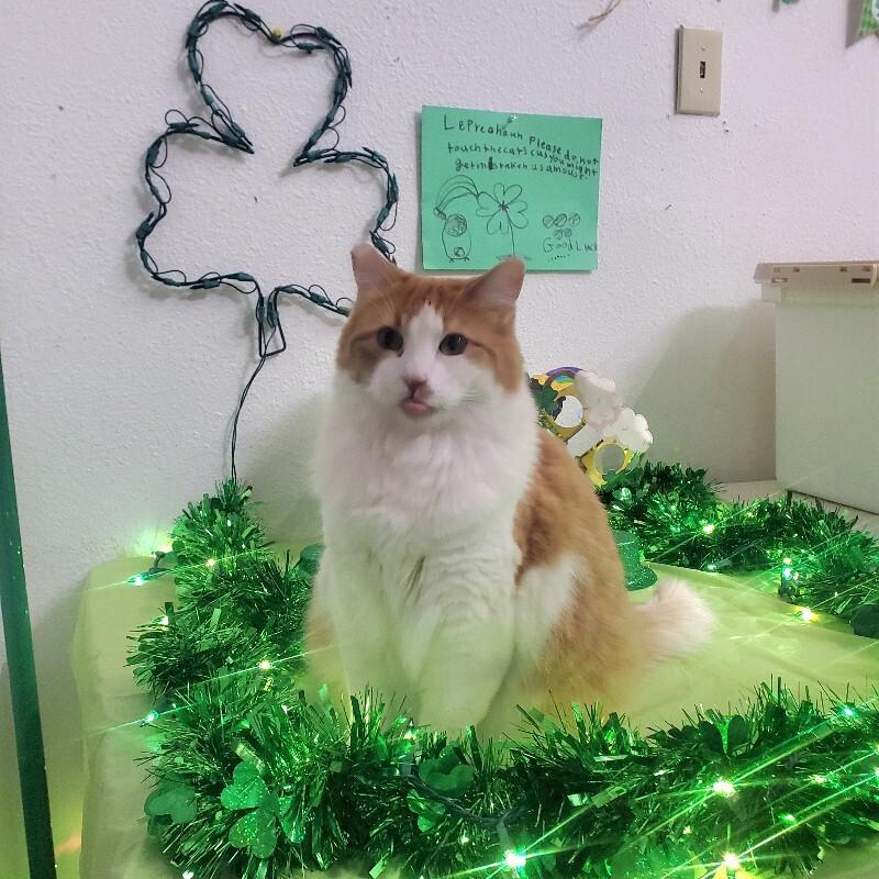 Enlarge Lily (Mom), a Adoptable Domestic Medium Hair in Diamond Springs, CA image 2/6