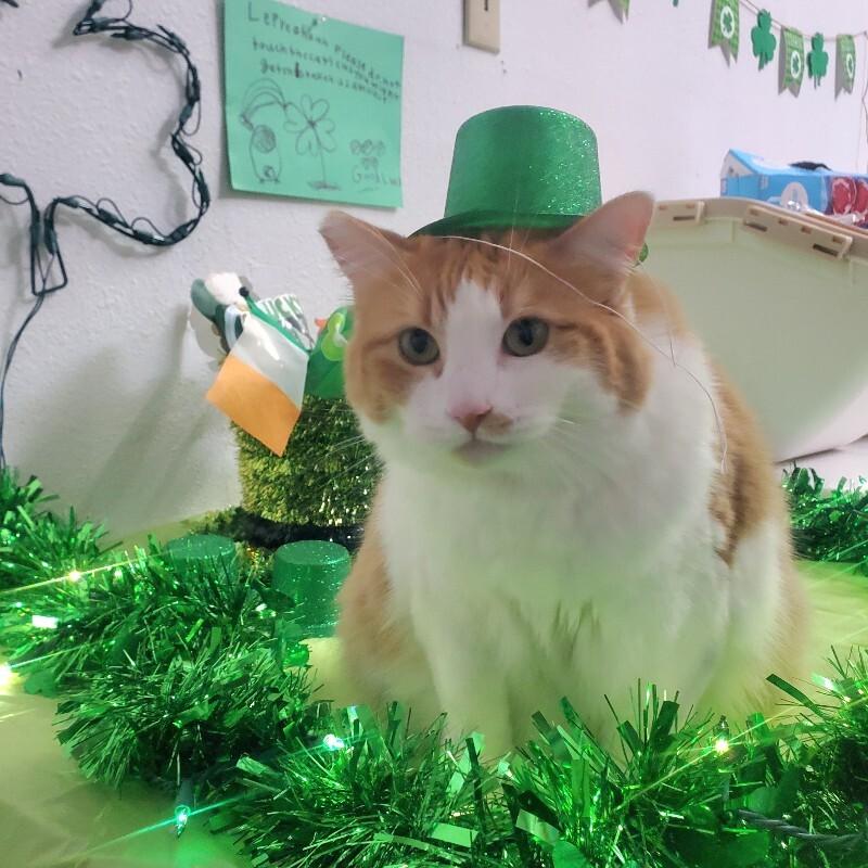 Enlarge Lily (Mom), a Adoptable Domestic Medium Hair in Diamond Springs, CA image 4/6