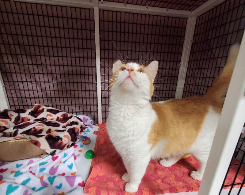 Enlarge Lily (Mom), a Adoptable Domestic Medium Hair in Diamond Springs, CA image 3/4