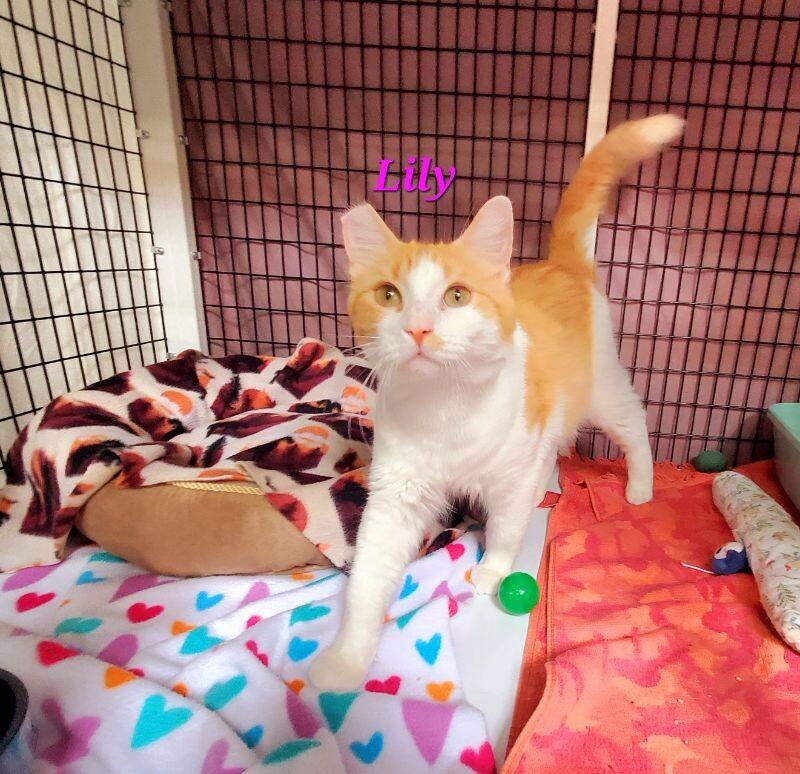 Enlarge Lily (Mom), a Adoptable Domestic Medium Hair in Diamond Springs, CA image 4/4