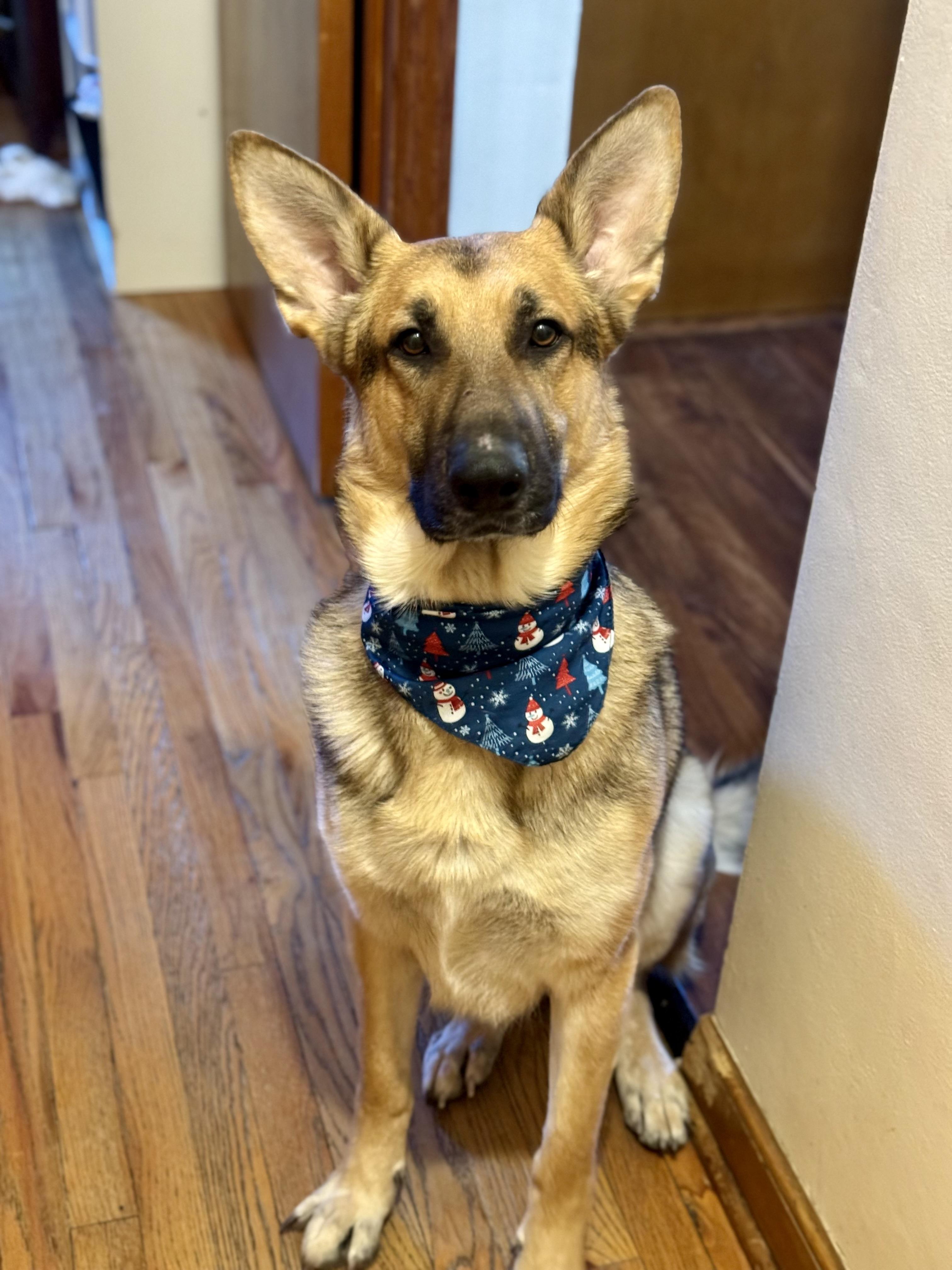 Teddy, a ADOPTABLE German Shepherd Dog in Milwaukee, WI image 1/5