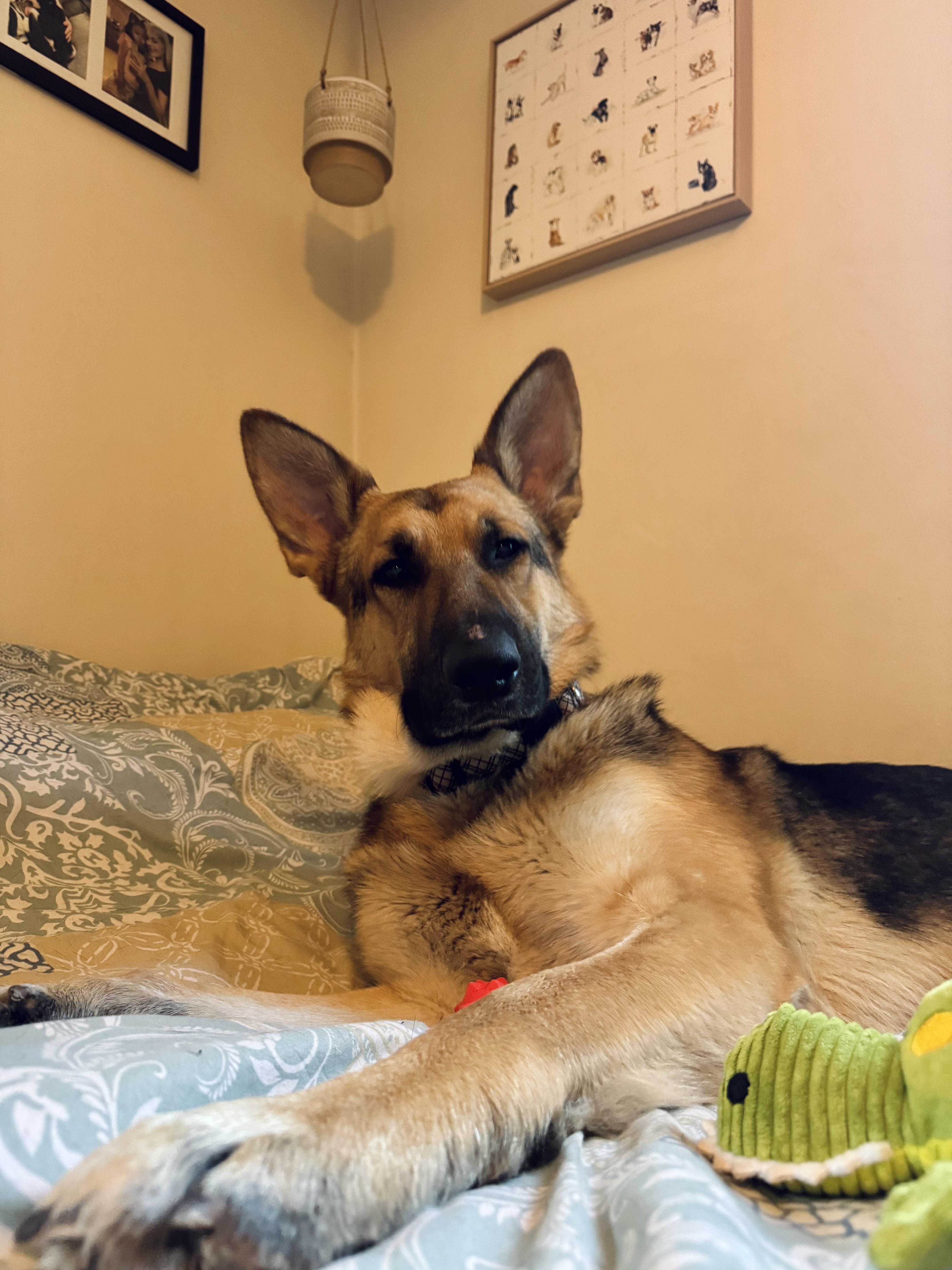Teddy, a ADOPTABLE German Shepherd Dog in Milwaukee, WI image 3/5
