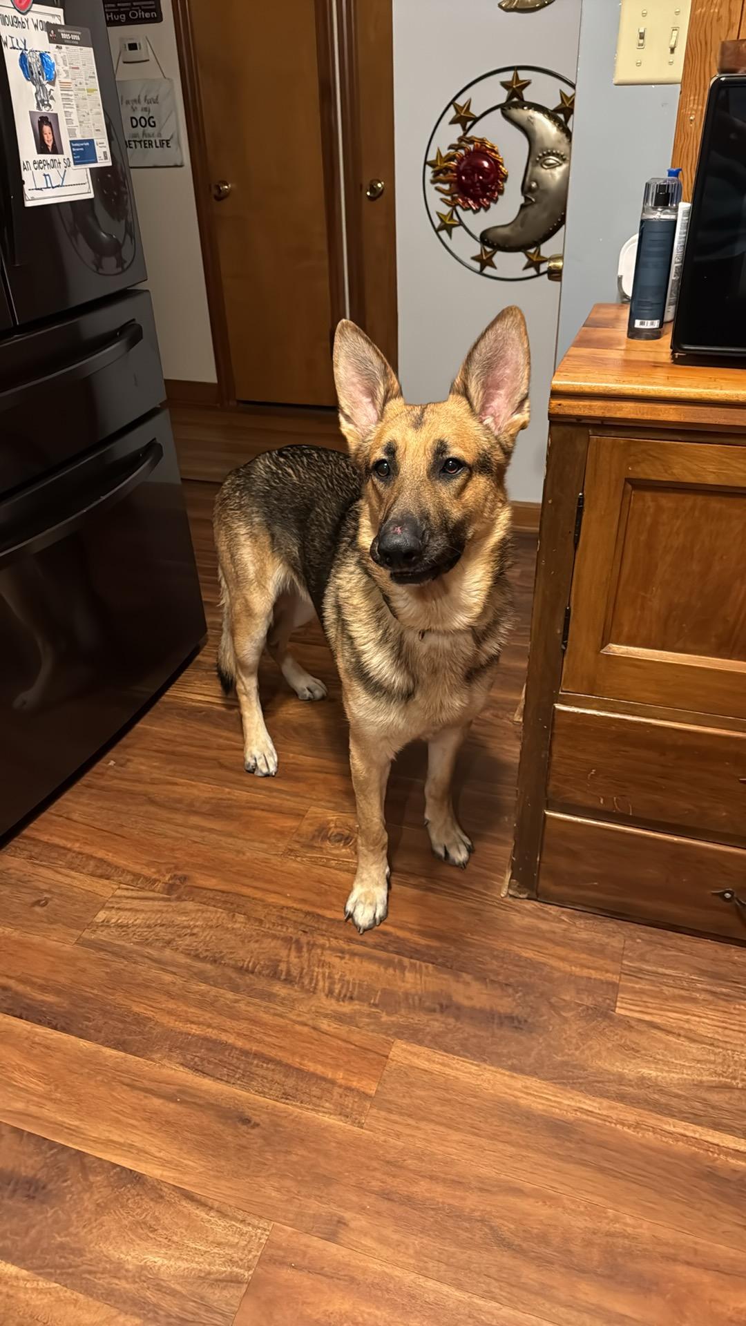 Teddy, a ADOPTABLE German Shepherd Dog in Milwaukee, WI image 5/5